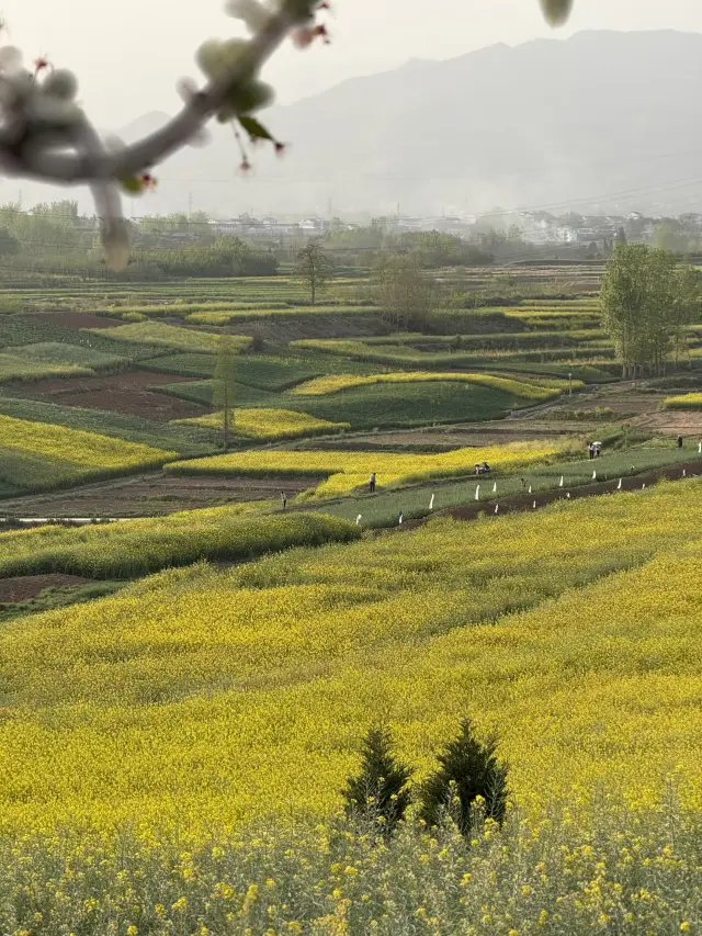 Do you know canola oil is of such pretty plants?