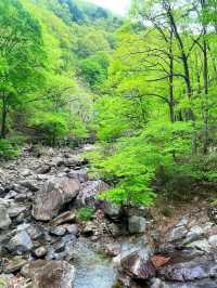 A Journey to the Heart of Nature: Exploring Jirisan National Park