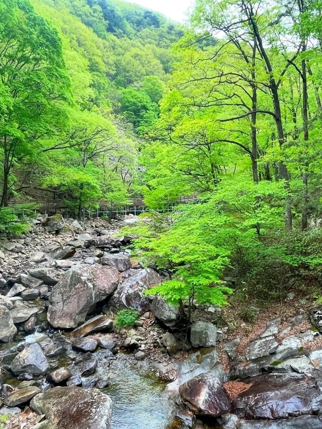 A Journey to the Heart of Nature: Exploring Jirisan National Park