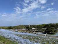 『 国営ひたち海浜公園 』