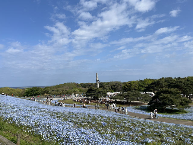 『 国営ひたち海浜公園 』