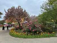 สวนดอกไม้ ตระการตา ใกล้โตเกียว