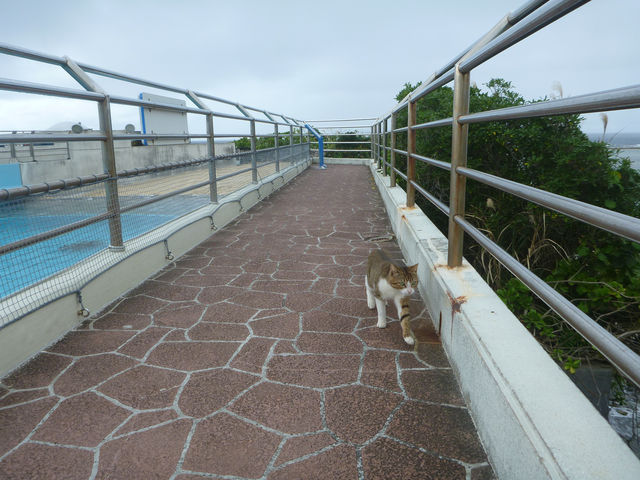 世界の美ら海水族館🐬🐋🏝️