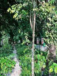 Summer Hiking Escape at Taman Tugu Forest Trail