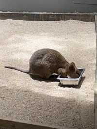 キュランダコアラガーデンズ🐨
