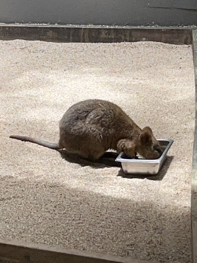 キュランダコアラガーデンズ🐨