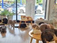 Mali Cat Cafe Bangsaen, Chonburi 