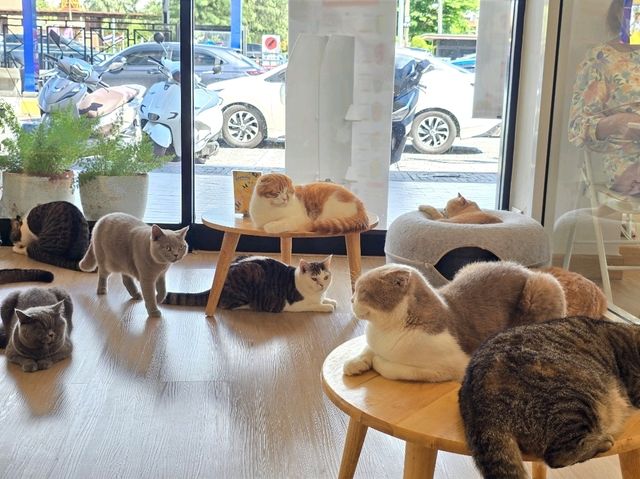 Mali Cat Cafe Bangsaen, Chonburi 