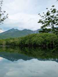 Where the Forest Breathes: Shiretoko Goko