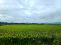 Inakadate Village Observation Deak(논아트, 단보아트, 아오모리현)
