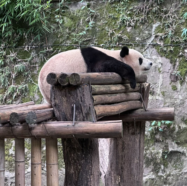 重慶的5日旅程