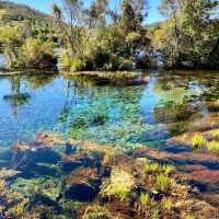 Te Waikoropupu Springs: A Natural Wonder! 💧🌿