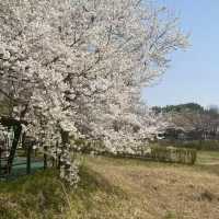 청주 벚꽃이 예쁜 오송호수공원 🌸