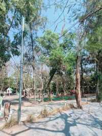 Little forest and a big river |อยุธยา