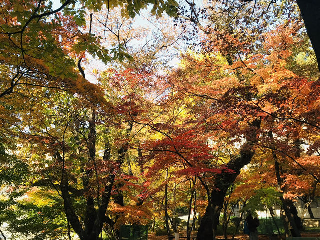  🍁🍂 ใบไม้เปลี่ยนสีที่มหาวิทยาลัยคยองฮี