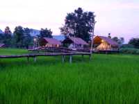 🌾 นอนฟิน กินหมูกระทะ กลางทุ่งนาเขียว 🍃
