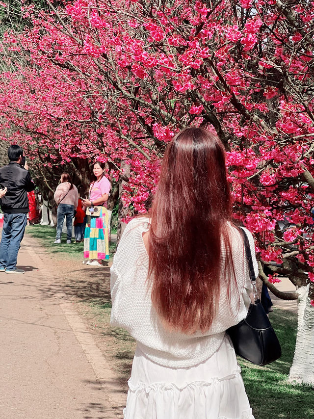 🍊🌸 หนีเมือง มาเจอเขา — ที่เชียงใหม่ก็มีแบบนี้!