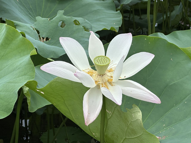 香港好去處 | 賞花 | 塱原自然生態公園 | 荷花