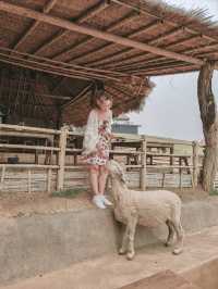 Fluffy Fun at Akha Farmville, Chiang Rai 🐑🌾💚