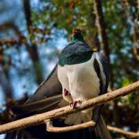Enchanting Moments at Queenstown Kiwi Park