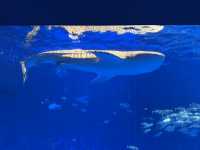 実は九州イチの大きさ！いおワールド鹿児島水族館