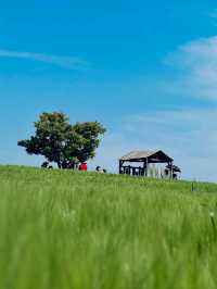 Green Waves at Gochang’s Barley Field