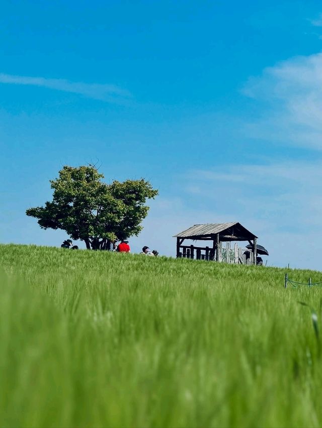Green Waves at Gochang’s Barley Field