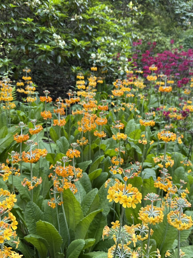 Vancouver VanDusen Botanical Garden 超美的！