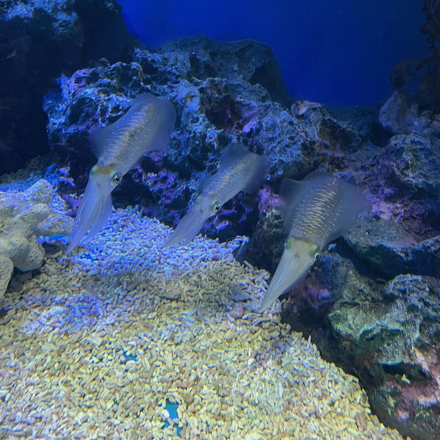 【東京/池袋🇯🇵】空飛ぶ水族館🦭サンシャイン水族館