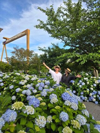 This summer's must-visit spot for hydrangea photos!