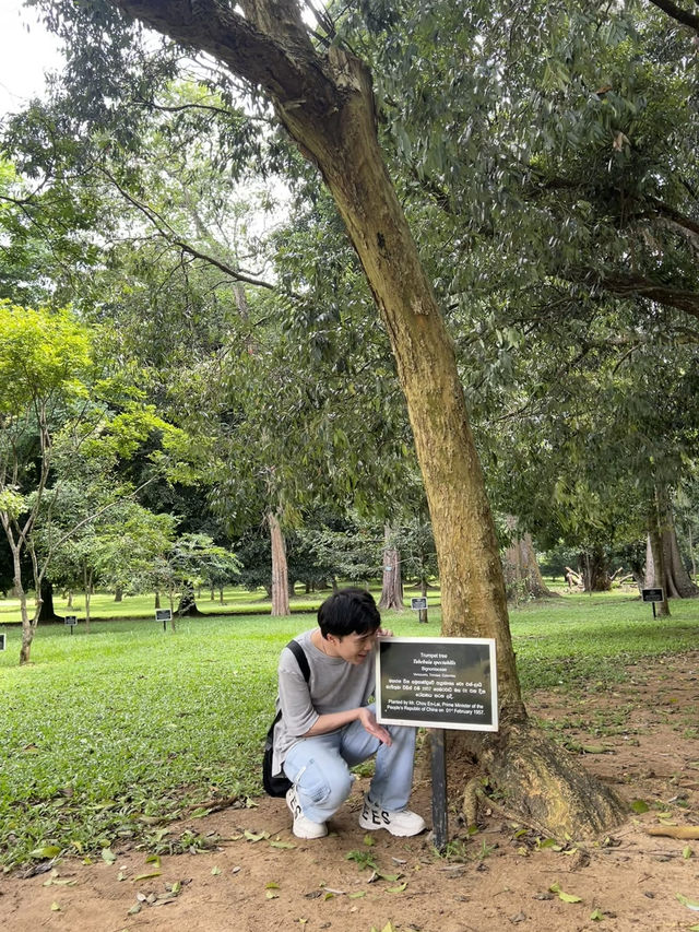 🌳中斯友誼留痕｜尋訪周恩來總理栽種的喇叭樹（Crape Myrtle） 
