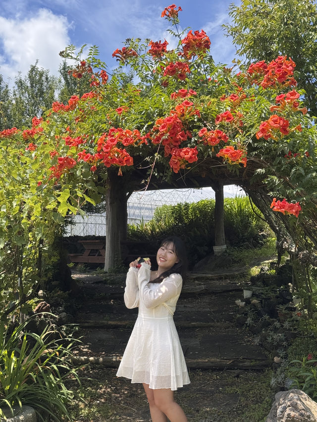 제주에서 해바라기 만날 수 있는 곳-🌻