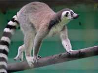 Did You Know?Your Birthday=FREE Entry To Zoo Negara!