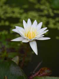 Chiang Mai: The Rose of the North in Full Bloom