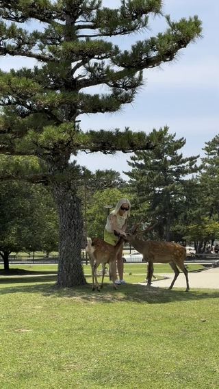 🦌 A journey to the city of deers 