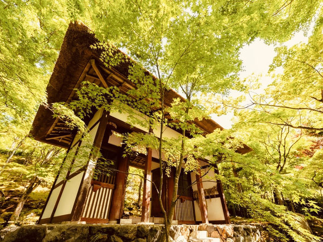 🍁 Solo Serenity: Jōjakkō-ji Temple – Kyoto’s Hidden Mossy Sanctuary
