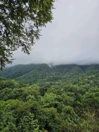 First Valley Coffee Estate | Chiangmai 