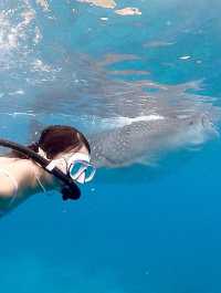 🐋고래상어와 함께 수영을! 세부 오슬롭