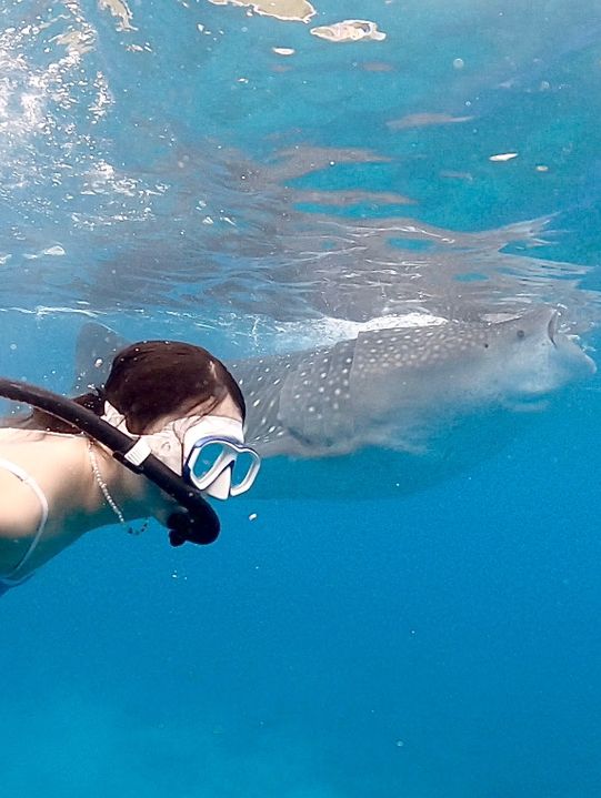 🐋고래상어와 함께 수영을! 세부 오슬롭