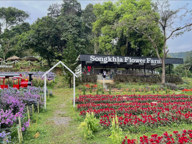 Songkhla Flower Farm