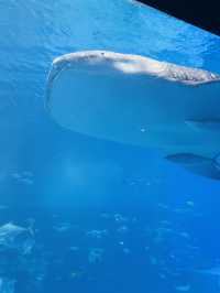 🐋Okinawa Churaumi Aquarium🐋