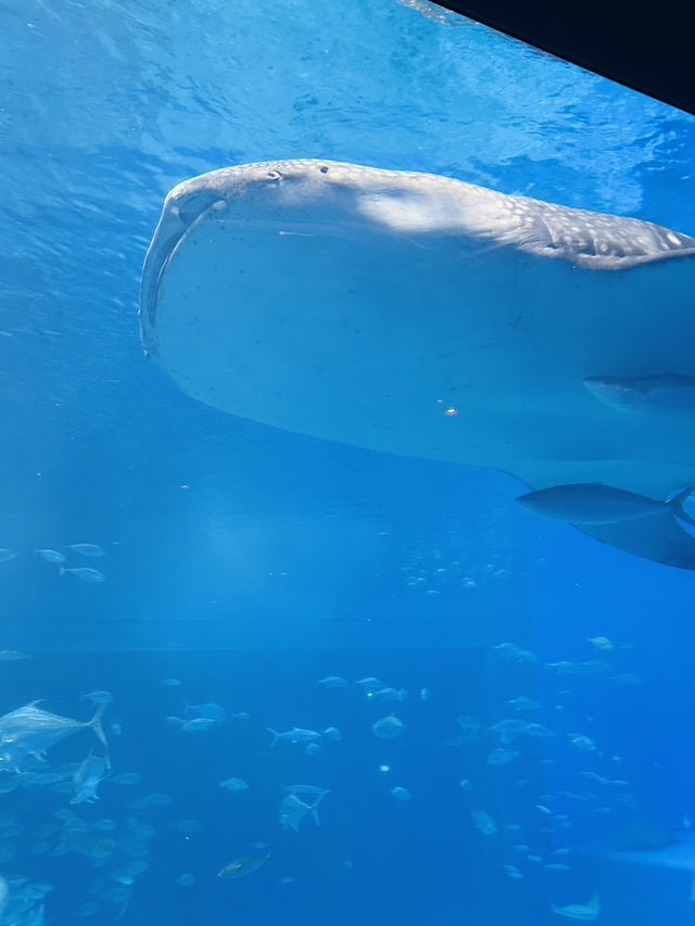 🐋Okinawa Churaumi Aquarium🐋