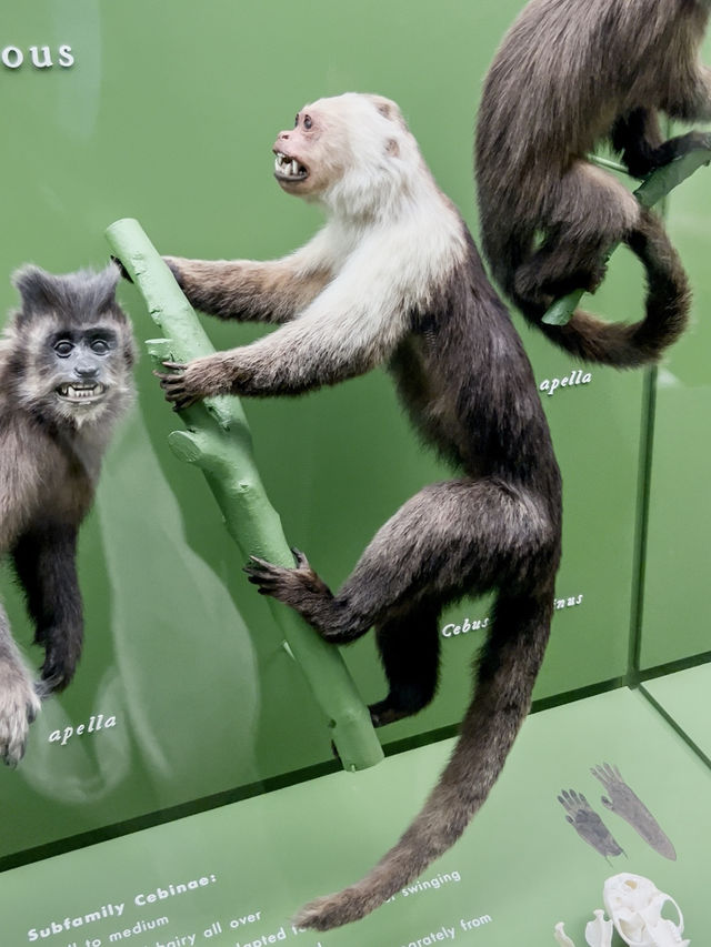 Unleash Your Inner Explorer: A Fun-Filled Adventure at the American Museum of Natural History!