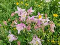 A Sea of Flowers, A Tranquil Heart
