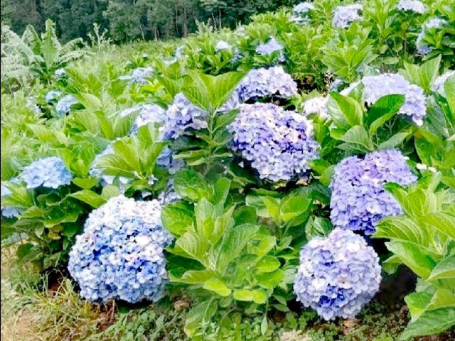坤通迪花園