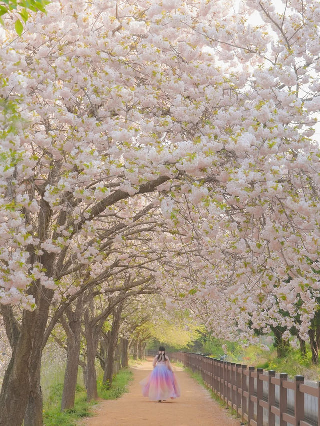 내가 사랑한 경주의 봄🌸❤️