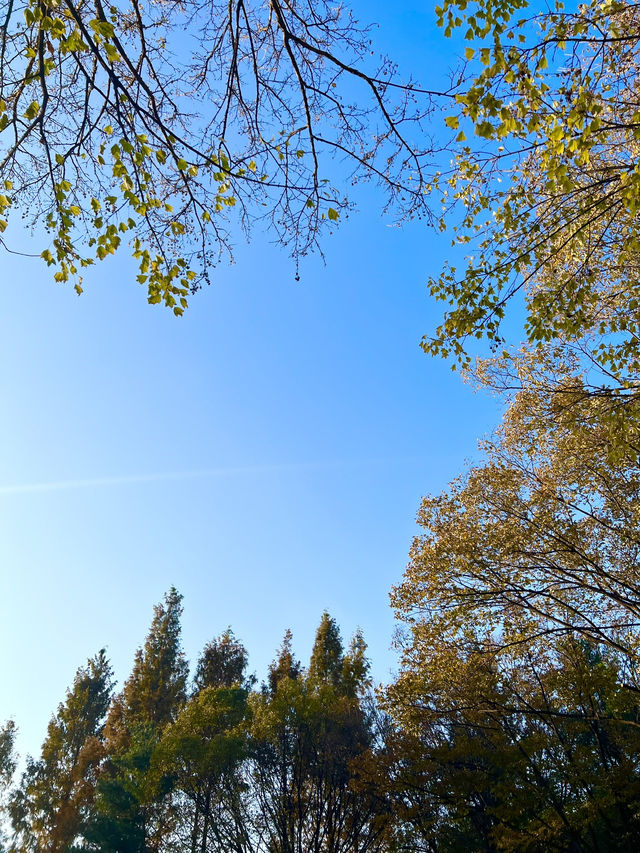 Autumn at Seoul Forest (서울숲)