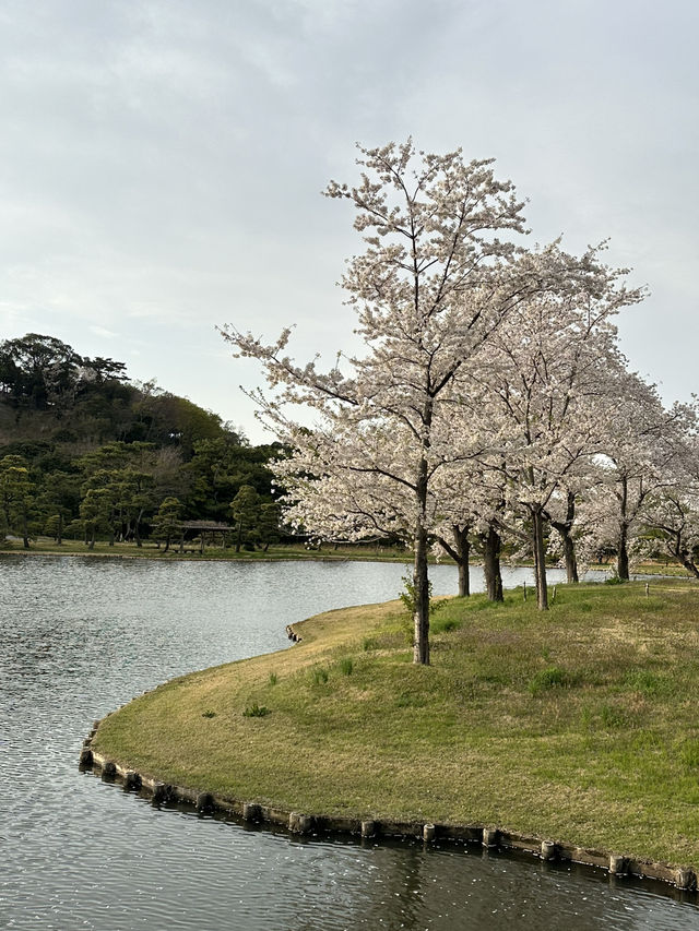 🌸 春日古園・櫻花漫步|三溪園 Sankeien 🌸 春日古園・櫻花漫步|三溪園 Sankeien
