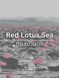 🪷Red Lotus Sea, Udonthani 🇹🇭
