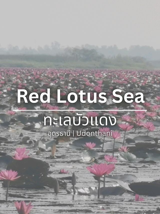 🪷Red Lotus Sea, Udonthani 🇹🇭 🪷Red Lotus Sea, Udonthani 🇹🇭